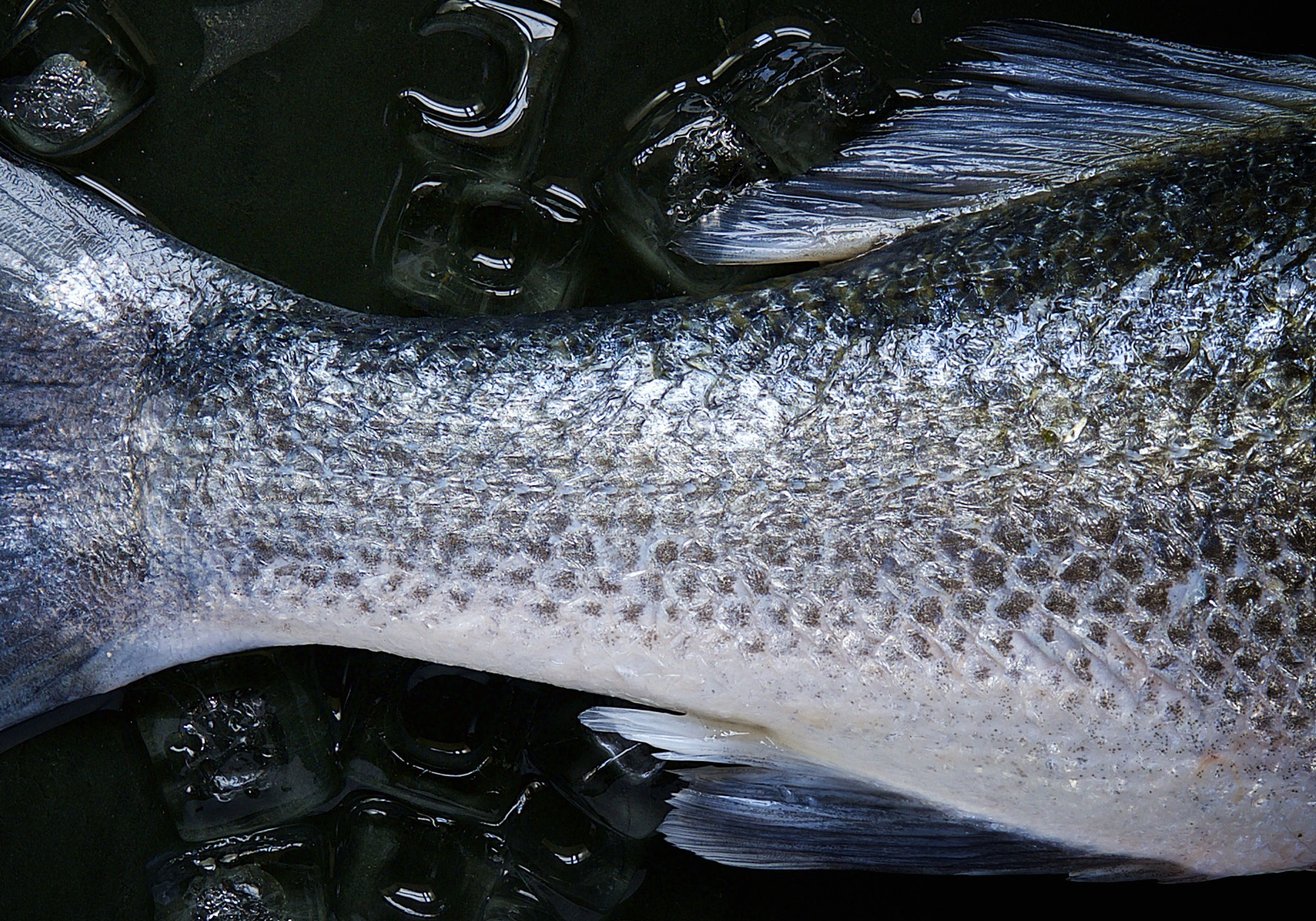 ernaehrungsberatung start 04 omega3